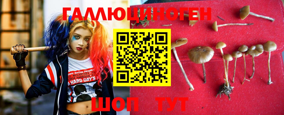 Псилоцибиновые грибы Psilocybe Ханты-Мансийск
